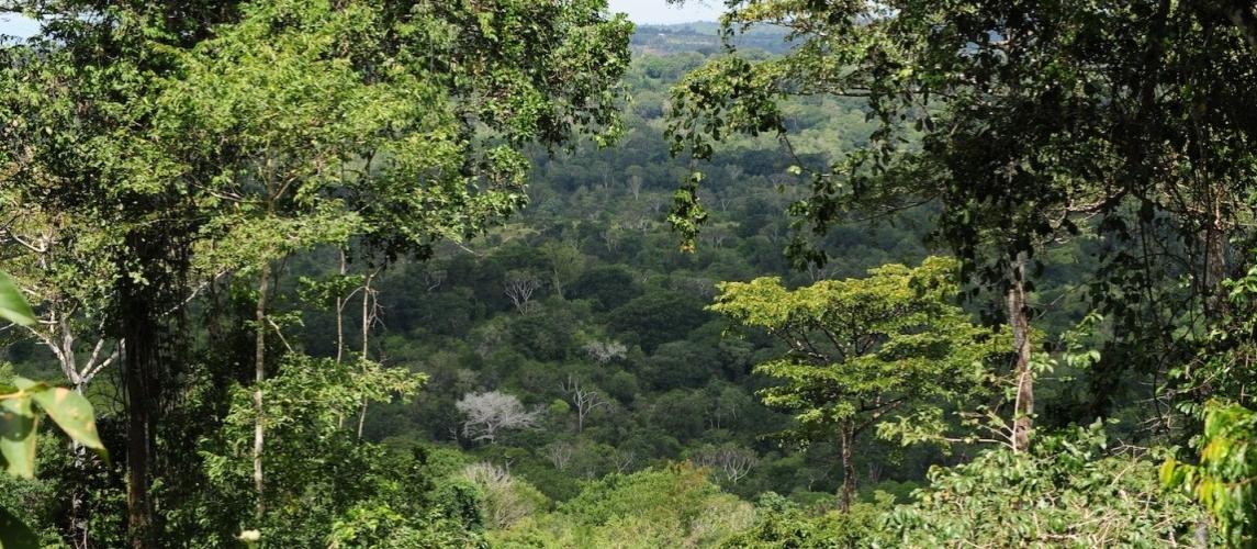 View of the forest. 